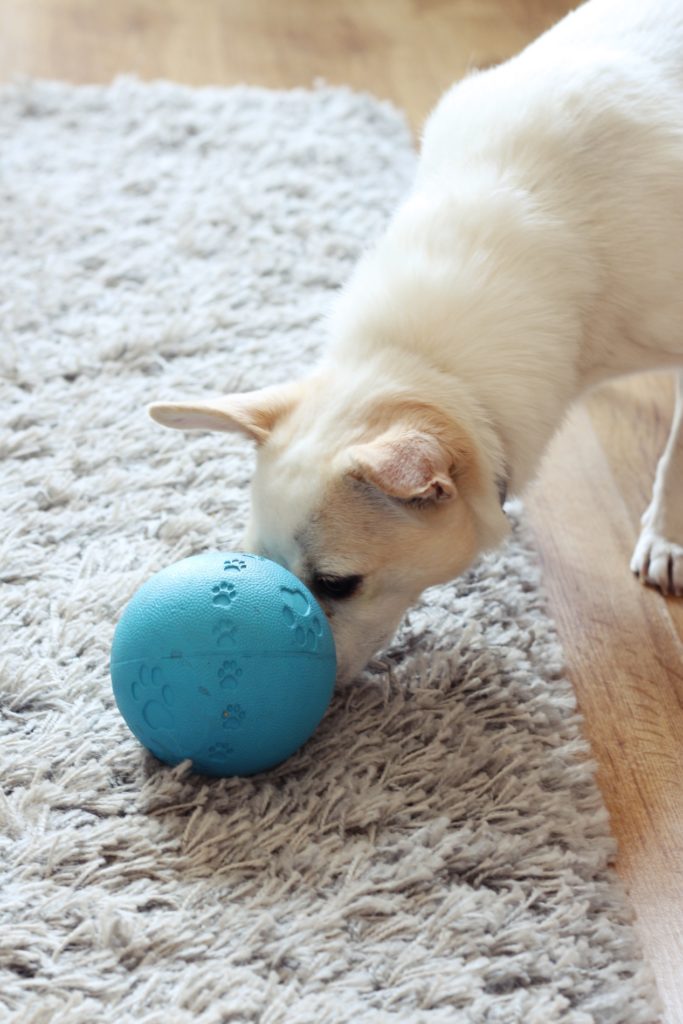 kula smakula wyprawka dla psa